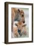 Wyoming, Yellowstone National Park, a Bison Calf Nuzzles Another to Play-Elizabeth Boehm-Framed Photographic Print