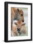 Wyoming, Yellowstone National Park, a Bison Calf Nuzzles Another to Play-Elizabeth Boehm-Framed Photographic Print