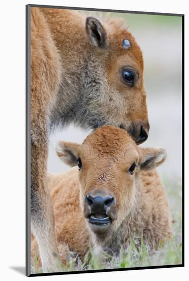 Wyoming, Yellowstone National Park, a Bison Calf Nuzzles Another to Play-Elizabeth Boehm-Mounted Photographic Print
