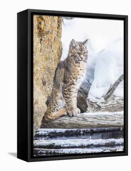 Wyoming, Yellowstone National Park, a Bobcat Sits Along the Madison River, Winter-Elizabeth Boehm-Framed Stretched Canvas