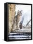 Wyoming, Yellowstone National Park, a Bobcat Sits Along the Madison River, Winter-Elizabeth Boehm-Framed Stretched Canvas