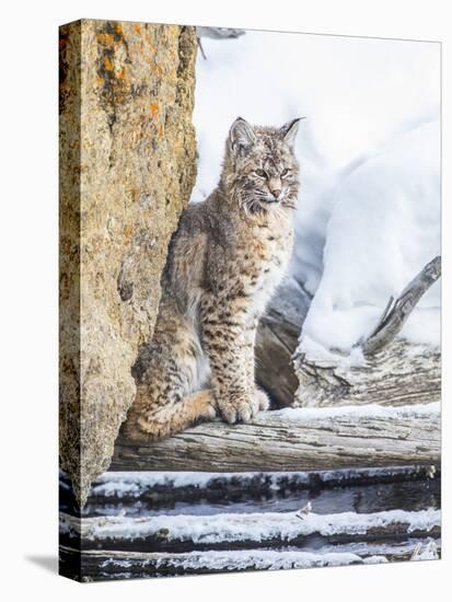 Wyoming, Yellowstone National Park, a Bobcat Sits Along the Madison River, Winter-Elizabeth Boehm-Stretched Canvas