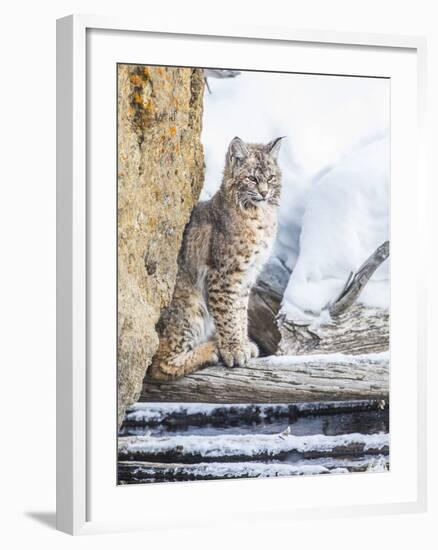 Wyoming, Yellowstone National Park, a Bobcat Sits Along the Madison River, Winter-Elizabeth Boehm-Framed Premium Photographic Print