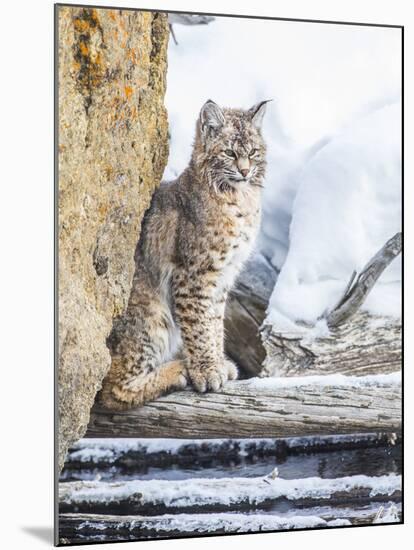 Wyoming, Yellowstone National Park, a Bobcat Sits Along the Madison River, Winter-Elizabeth Boehm-Mounted Premium Photographic Print