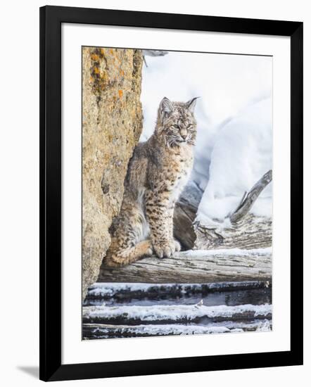 Wyoming, Yellowstone National Park, a Bobcat Sits Along the Madison River, Winter-Elizabeth Boehm-Framed Premium Photographic Print