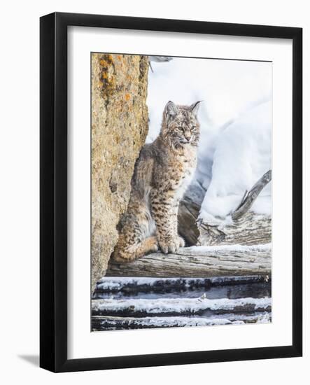 Wyoming, Yellowstone National Park, a Bobcat Sits Along the Madison River, Winter-Elizabeth Boehm-Framed Photographic Print