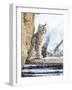 Wyoming, Yellowstone National Park, a Bobcat Sits Along the Madison River, Winter-Elizabeth Boehm-Framed Photographic Print