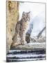 Wyoming, Yellowstone National Park, a Bobcat Sits Along the Madison River, Winter-Elizabeth Boehm-Mounted Photographic Print