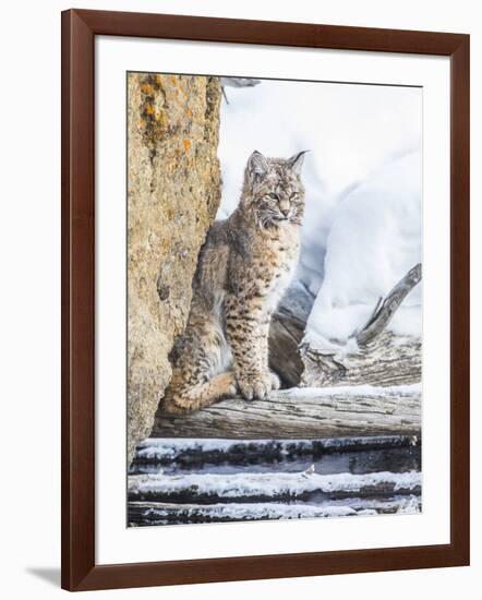 Wyoming, Yellowstone National Park, a Bobcat Sits Along the Madison River, Winter-Elizabeth Boehm-Framed Photographic Print