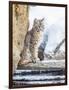 Wyoming, Yellowstone National Park, a Bobcat Sits Along the Madison River, Winter-Elizabeth Boehm-Framed Photographic Print