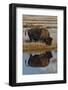 Wyoming, Yellowstone National Park. American Bison on Frosty Morning with Reflection in a Pool-Judith Zimmerman-Framed Photographic Print