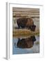 Wyoming, Yellowstone National Park. American Bison on Frosty Morning with Reflection in a Pool-Judith Zimmerman-Framed Photographic Print