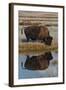 Wyoming, Yellowstone National Park. American Bison on Frosty Morning with Reflection in a Pool-Judith Zimmerman-Framed Photographic Print