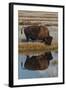 Wyoming, Yellowstone National Park. American Bison on Frosty Morning with Reflection in a Pool-Judith Zimmerman-Framed Photographic Print