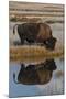 Wyoming, Yellowstone National Park. American Bison on Frosty Morning with Reflection in a Pool-Judith Zimmerman-Mounted Photographic Print