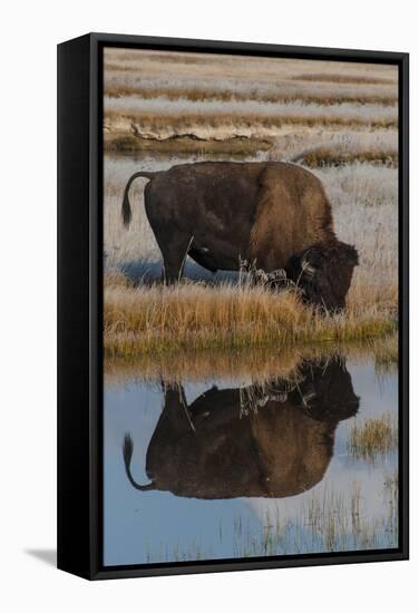 Wyoming, Yellowstone National Park. American Bison on Frosty Morning with Reflection in a Pool-Judith Zimmerman-Framed Stretched Canvas