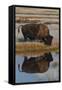Wyoming, Yellowstone National Park. American Bison on Frosty Morning with Reflection in a Pool-Judith Zimmerman-Framed Stretched Canvas