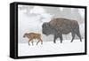 Wyoming, Yellowstone National Park, Bison and Newborn Calf Walking in Snowstorm-Elizabeth Boehm-Framed Stretched Canvas