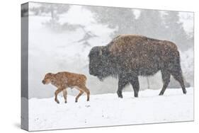 Wyoming, Yellowstone National Park, Bison and Newborn Calf Walking in Snowstorm-Elizabeth Boehm-Stretched Canvas
