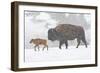 Wyoming, Yellowstone National Park, Bison and Newborn Calf Walking in Snowstorm-Elizabeth Boehm-Framed Photographic Print