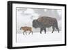 Wyoming, Yellowstone National Park, Bison and Newborn Calf Walking in Snowstorm-Elizabeth Boehm-Framed Photographic Print