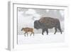 Wyoming, Yellowstone National Park, Bison and Newborn Calf Walking in Snowstorm-Elizabeth Boehm-Framed Photographic Print