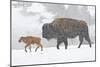 Wyoming, Yellowstone National Park, Bison and Newborn Calf Walking in Snowstorm-Elizabeth Boehm-Mounted Photographic Print