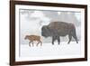 Wyoming, Yellowstone National Park, Bison and Newborn Calf Walking in Snowstorm-Elizabeth Boehm-Framed Photographic Print
