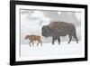 Wyoming, Yellowstone National Park, Bison and Newborn Calf Walking in Snowstorm-Elizabeth Boehm-Framed Photographic Print