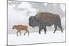 Wyoming, Yellowstone National Park, Bison and Newborn Calf Walking in Snowstorm-Elizabeth Boehm-Mounted Photographic Print