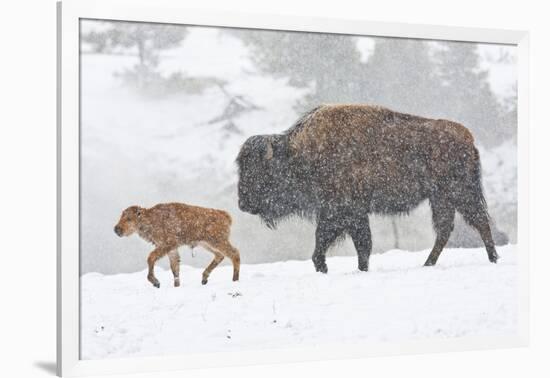 Wyoming, Yellowstone National Park, Bison and Newborn Calf Walking in Snowstorm-Elizabeth Boehm-Framed Photographic Print