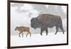 Wyoming, Yellowstone National Park, Bison and Newborn Calf Walking in Snowstorm-Elizabeth Boehm-Framed Photographic Print