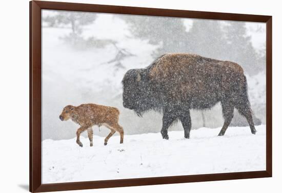 Wyoming, Yellowstone National Park, Bison and Newborn Calf Walking in Snowstorm-Elizabeth Boehm-Framed Photographic Print