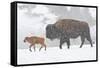 Wyoming, Yellowstone National Park, Bison and Newborn Calf Walking in Snowstorm-Elizabeth Boehm-Framed Stretched Canvas