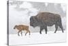 Wyoming, Yellowstone National Park, Bison and Newborn Calf Walking in Snowstorm-Elizabeth Boehm-Stretched Canvas