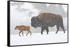 Wyoming, Yellowstone National Park, Bison and Newborn Calf Walking in Snowstorm-Elizabeth Boehm-Framed Stretched Canvas