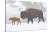 Wyoming, Yellowstone National Park, Bison and Newborn Calf Walking in Snowstorm-Elizabeth Boehm-Stretched Canvas