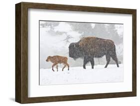 Wyoming, Yellowstone National Park, Bison and Newborn Calf Walking in Snowstorm-Elizabeth Boehm-Framed Photographic Print