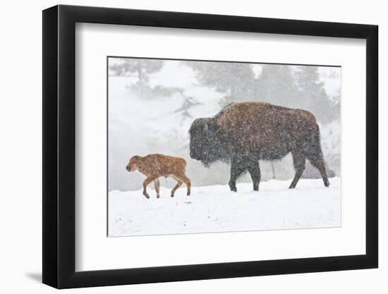 Wyoming, Yellowstone National Park, Bison and Newborn Calf Walking in Snowstorm-Elizabeth Boehm-Framed Photographic Print