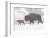 Wyoming, Yellowstone National Park, Bison and Newborn Calf Walking in Snowstorm-Elizabeth Boehm-Framed Photographic Print