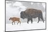 Wyoming, Yellowstone National Park, Bison and Newborn Calf Walking in Snowstorm-Elizabeth Boehm-Mounted Photographic Print
