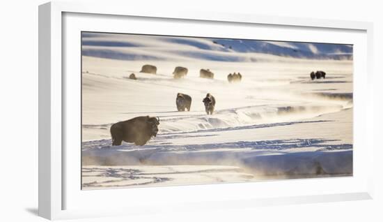 Wyoming, Yellowstone National Park, Bison Herd Along Alum Creek in Winter-Elizabeth Boehm-Framed Photographic Print