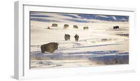 Wyoming, Yellowstone National Park, Bison Herd Along Alum Creek in Winter-Elizabeth Boehm-Framed Photographic Print