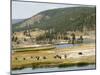 Wyoming, Yellowstone National Park. Bison herd and Firehole River-Jamie and Judy Wild-Mounted Photographic Print