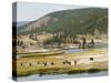 Wyoming, Yellowstone National Park. Bison herd and Firehole River-Jamie and Judy Wild-Stretched Canvas