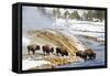 Wyoming, Yellowstone National Park, Bison Herd Drinking from Firehole River-Elizabeth Boehm-Framed Stretched Canvas