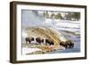 Wyoming, Yellowstone National Park, Bison Herd Drinking from Firehole River-Elizabeth Boehm-Framed Photographic Print