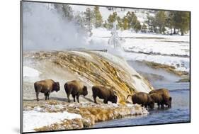 Wyoming, Yellowstone National Park, Bison Herd Drinking from Firehole River-Elizabeth Boehm-Mounted Photographic Print