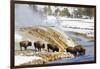 Wyoming, Yellowstone National Park, Bison Herd Drinking from Firehole River-Elizabeth Boehm-Framed Photographic Print