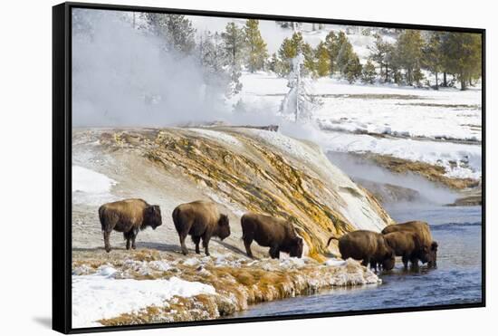 Wyoming, Yellowstone National Park, Bison Herd Drinking from Firehole River-Elizabeth Boehm-Framed Stretched Canvas